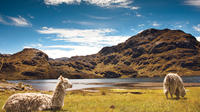 Private Tour to Cajas National Park Including Cloud Forest Hike