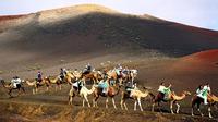 Camel Riding in Maspalomas Dunes