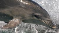 Wildlife and Dolphin Eco-Tour Cruise from Picton