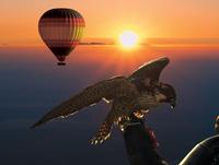 Dubai Hot Air Balloon Flight Including Gourmet Breakfast and Falconry Demonstration