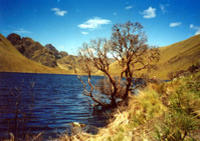 Full Day Tour to National Park of Cajas