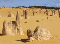 Pinnacles Desert, Koalas and Sandboarding 4WD Day Tour from Perth