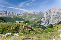 Pyrenees Mountains Private Day Trip from Barcelona