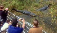 Florida Everglades Airboat Tour and Alligator Encounter from Orlando