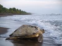 Tortuguero National Park