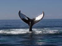 Boston Whale Watching Cruise