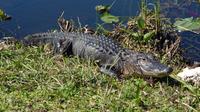 Everglades Airboat Ride And Wildlife Nature Show From Miami