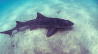 Leopard Shark Snorkel Tour in La Jolla