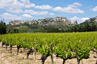 Les Baux de Provence Tour from Avignon: Provencal Wine and Olive Oil