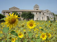 Private Provence Tour: In the Footsteps of Van Gogh