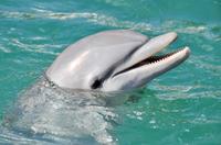 Dolphin Cruise from The Florida Aquarium in Tampa Bay