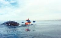 La Jolla Whale Watching Kayak Adventure