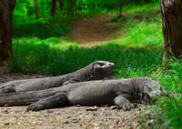3-Day Komodo National Park Tour: Komodo Island and Rinca Island Trek
