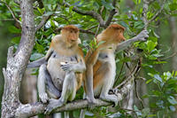 Langkawi Mangrove Forest and Eagle Watching Tour