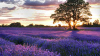 Full Day Provencal Villages and Lavender Fields Walking Tour from Avignon