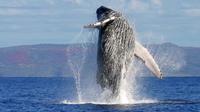 Escapada de un día desde Punta Cana con avistamiento de ballenas desde el aire