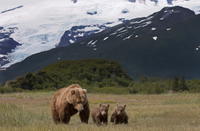 Evening Wildlife Safari