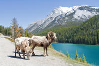 Summer Tour: Banff and its Wildlife