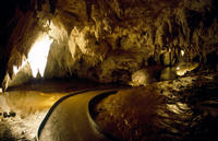 Auckland to Rotorua via Waitomo Glowworm Caves One-Way Tour