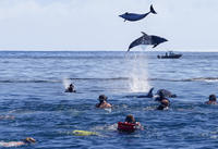 Bay of Islands Dolphin Cruise from Paihia or Russell