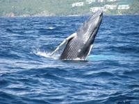 Excursión de avistamiento de ballenas en Samaná con guía biólogo marino