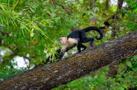 Costa Rican Wildlife in Palo Verde National Park