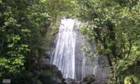 El Yunque Rainforest Half-Day Trip from San Juan