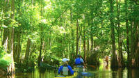 2-Hour Cypress Forest Guided Kayak Tour