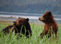 Exclusive Pack Creek Bear Viewing from Juneau