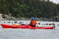 Juneau Shore Excursion: Tongass Wildlife Kayaking Adventure