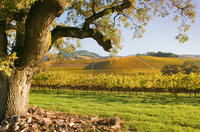 Small-Group Napa and Sonoma Wine Country Tour with Lunch