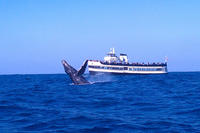 Whale Watching Cruise Guided by experts from Birch Aquarium