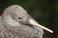 Zealandia by Night Tour