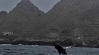 All Day Farallon Islands Whale Watching Excursion