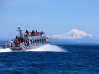 Victoria Shore Excursion: Whale-Watching Cruise with Expert Naturalist Guides