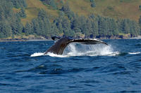 Juneau Shore Excursion: Whale-Watching Adventure