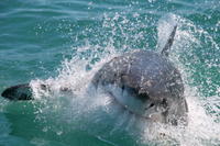 Cage Diving with Great White Sharks from Cape Town