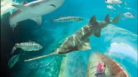 Descubra Atlantis: el mayor hábitat marino en Paradise Island de Nassau