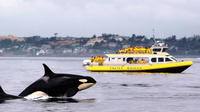 Victoria Whale Watching Adventure in a Covered Vessel