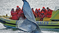Zodiac Whale-Watching Adventure in Victoria
