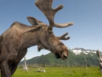 Anchorage Shore Excursion: Post-Cruise Transfer and Tour from Whittier to Anchorage
