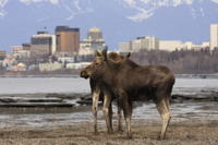 Anchorage Shore Excursion: Pre-Cruise Transfer and Tour from Anchorage to Whittier