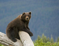 Turnagain Arm and Alaska Wildlife Tour from Anchorage