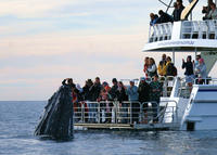 Hervey Bay Whale Watching Cruise