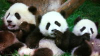 Beijing Family Tour: Pandas at Beijing Zoo, Rickshaw, Calligraphy Lesson in Hutongs and Flying Kite