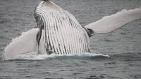 Observación de ballenas en Grand Turk: el mejor tour de avistamiento