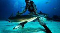 Buceo con tiburones en Gran Bahama: vive la mejor experiencia
