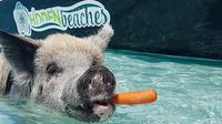 Excursión de los famosos cerdos nadadores de las Bahamas - Día completo en lancha hasta Exuma desde Nassau