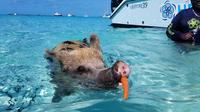 El mejor yate de lujo: nadar con cerdos en Exuma desde Nassau