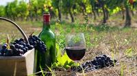 Rutas del vino de Nemea: el mejor tour vinícola desde Nauplia